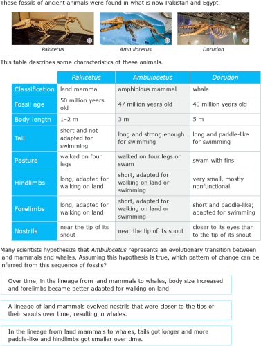 IXL | Evaluate fossil evidence of evolution | Grade 10 science
