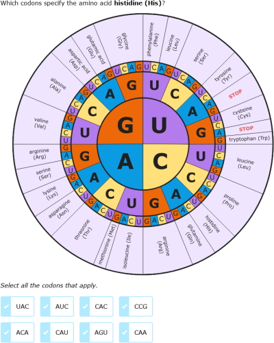 IXL | Read a codon wheel | Grade 10 science
